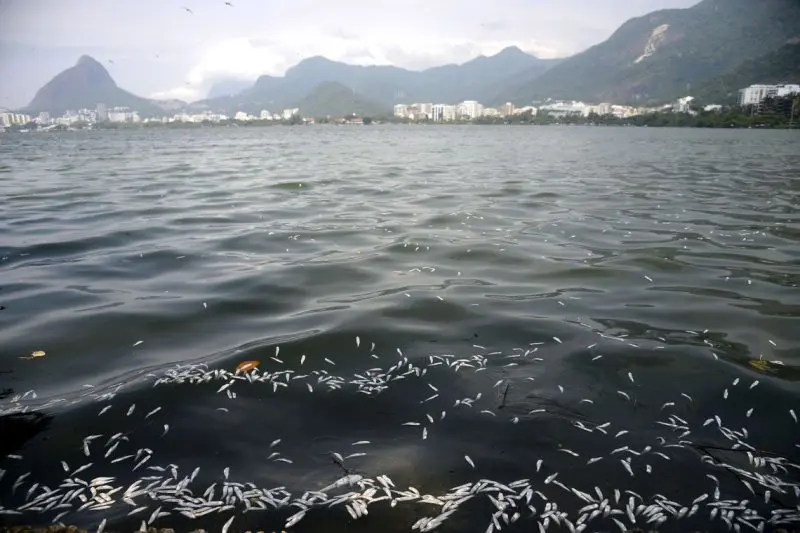 A Companhia de Limpeza Urbana (Comlurb) recolhe toneladas de peixes mortos da Lagoa Rodrigo de Freitas, zona sul do Rio de Janeiro. A mortandade atingiu principalmente as savelhas, peixes mais fracos quando falta oxigenação na água. (Foto Tânia Rego Abr)