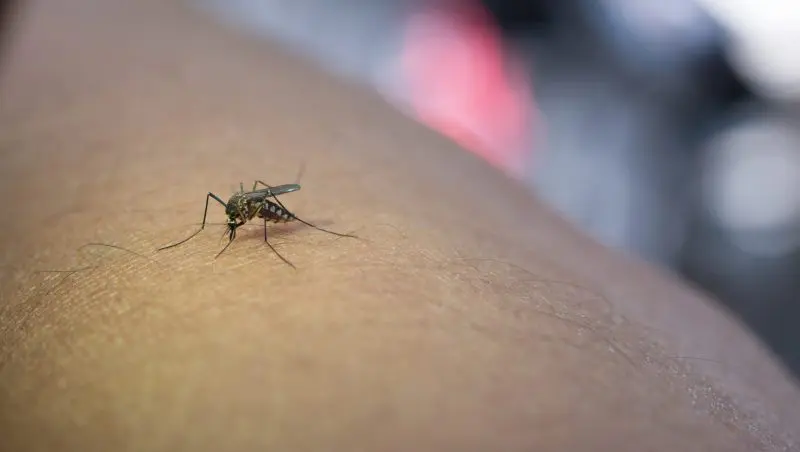 Combate a dengue para evitar casos de morte por dengue