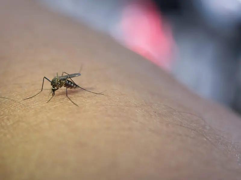 Combate a dengue para evitar casos de morte por dengue