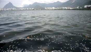 A Companhia de Limpeza Urbana (Comlurb) recolhe toneladas de peixes mortos da Lagoa Rodrigo de Freitas, zona sul do Rio de Janeiro. A mortandade atingiu principalmente as savelhas, peixes mais fracos quando falta oxigenação na água. (Foto Tânia Rego Abr)