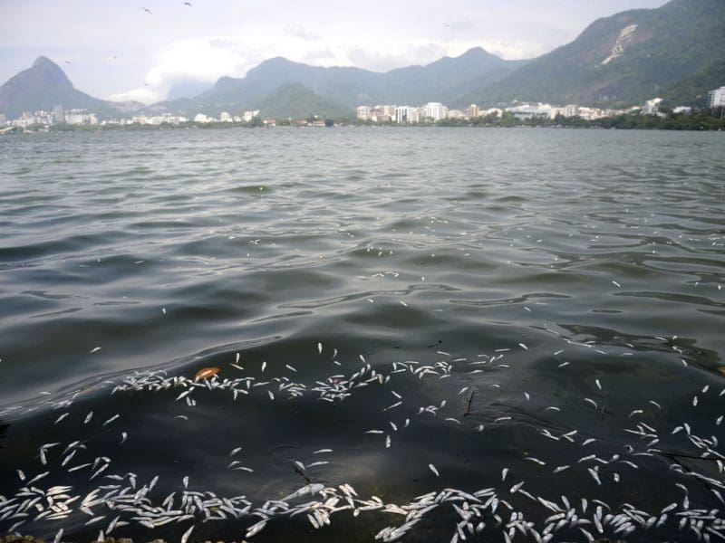 A Companhia de Limpeza Urbana (Comlurb) recolhe toneladas de peixes mortos da Lagoa Rodrigo de Freitas, zona sul do Rio de Janeiro. A mortandade atingiu principalmente as savelhas, peixes mais fracos quando falta oxigenação na água. (Foto Tânia Rego Abr)