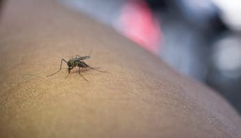 Combate a dengue para evitar casos de morte por dengue