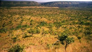 cerrado-vegetacao quilombo goiano