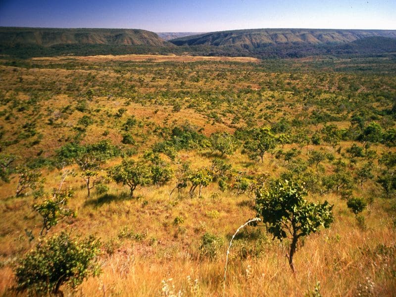 cerrado-vegetacao quilombo goiano