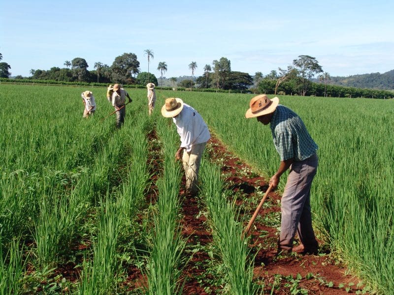 crédito rural goiás ajuda emater